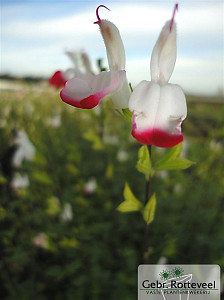 Salvia micr. 'Hot Lips'