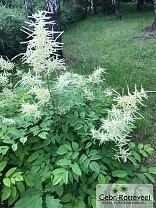 Aruncus dioicus