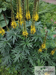 Ligularia przewalskii