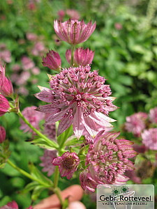 Astrantia maj. 'Pink Pride'