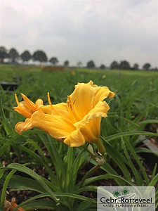 Hemerocallis 'Stella de Oro'