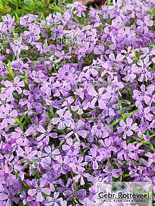 Phlox (S) 'Benita'