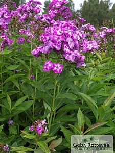 Phlox (P) 'Laura'