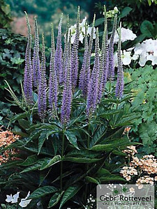 Veronica spic. 'Ulster Dwarf Blue'