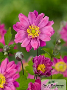 Anemone hyb. 'Pamina'