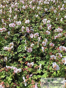 Geranium cant. 'St Ola'