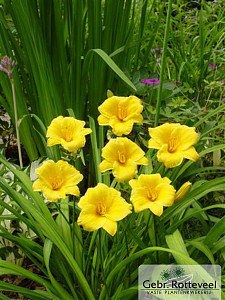 Hemerocallis 'Stella de Oro'