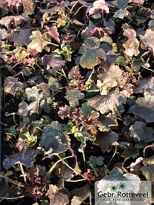 Heuchera mic. 'Palace Purple'