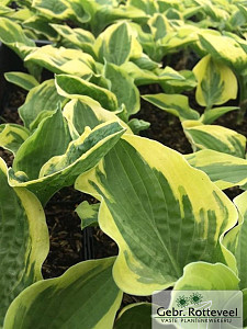 Hosta 'Wide Brim'