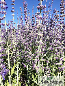 Perovskia atriplicifolia 'Little Spire'