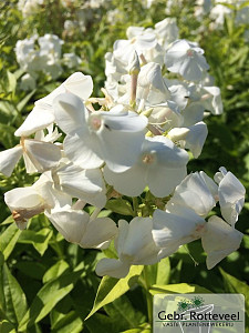 Phlox (P) 'David'