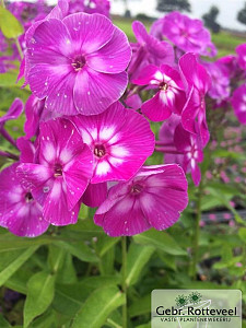 Phlox (P) 'Laura'