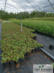 Veronica spic. 'Ulster Dwarf Blue'