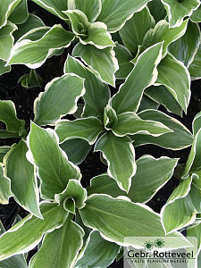 Hosta 'Undulata Albomarginata'