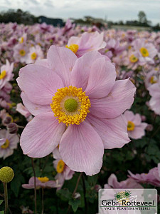 Anemone hyb. 'Serenade'