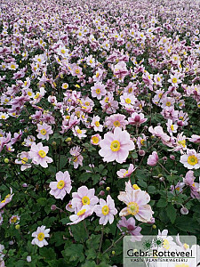 Anemone hyb. 'Serenade'