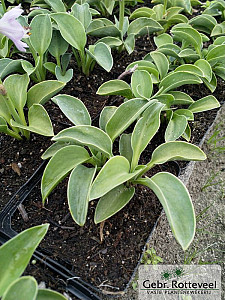 Hosta 'Blue Mouse Ears'