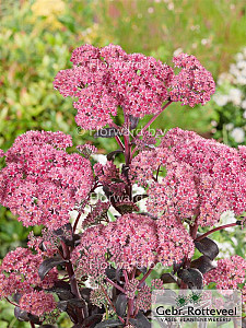 Sedum 'José Aubergine'