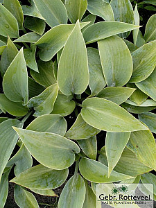Hosta 'Halcyon'
