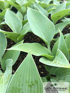 Hosta 'Halcyon'