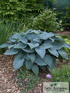 Hosta 'Halcyon'