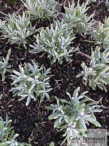 Lavandula ang. 'Edelweiss'