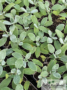 Stachys byzantina 'Silver Carpet'