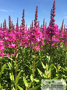 Lythrum sal. 'Robert'