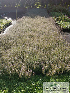 Calamintha n. nepeta