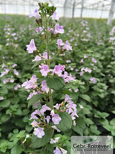 Calamintha n. nepeta