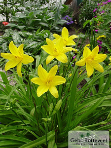Hemerocallis lilioasphodelus