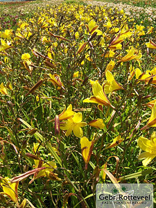 Hemerocallis middendorffii