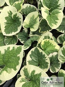 Brunnera macr. 'Variegata'