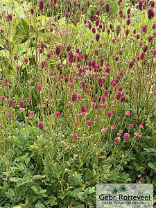 Sanguisorba 'Proud Mary'