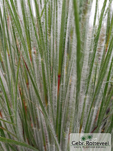 Schizachyrium sc. 'Ha Ha Tonka'