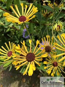 Rudbeckia subt. 'Little Henry'