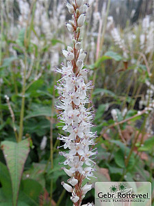 Persicaria amplex. 'Alba'