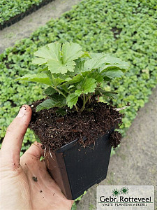 Waldsteinia ternata