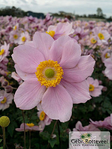 Anemone hyb. 'Serenade'