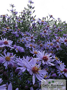 Aster 'Little Carlow'