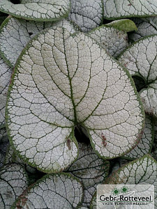 Brunnera macr. 'Silver Heart'