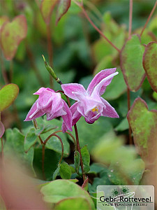 Epimedium grand. 'Akebono'