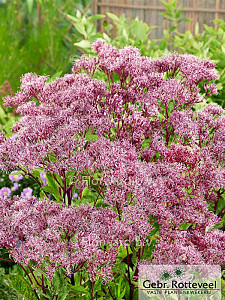Eupatorium 'Baby Joe'