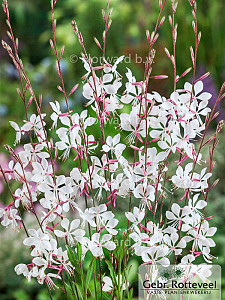 Gaura lind. 'Whirling Butterflies'