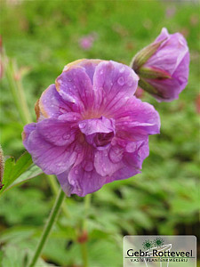 Geranium himalayense 'Plenum'