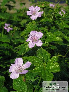 Geranium nodosum