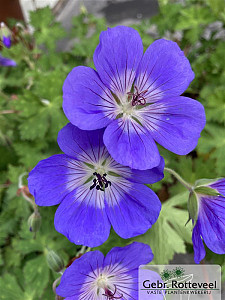 Geranium Rozanne