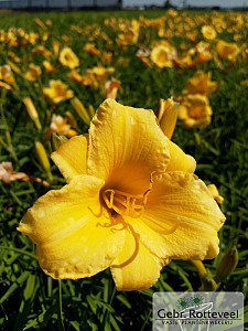 Hemerocallis 'Stella de Oro'