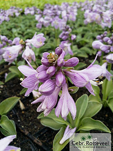 Hosta 'Blue Mouse Ears'