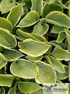 Hosta 'Frances Williams'